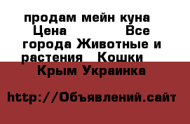 продам мейн куна › Цена ­ 15 000 - Все города Животные и растения » Кошки   . Крым,Украинка